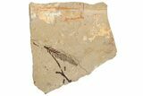 Conifer Needle (Metasequoia) Fossil - McAbee, BC #271382-1
